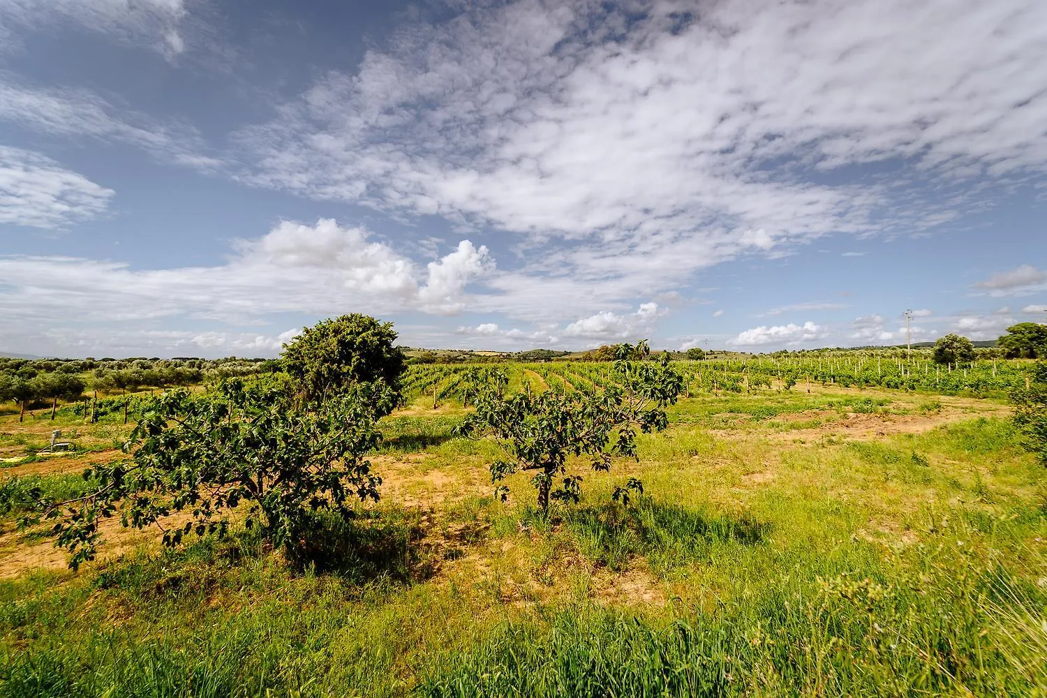 Agriturismo Bio Podere 109 - Wine&Food Alberese